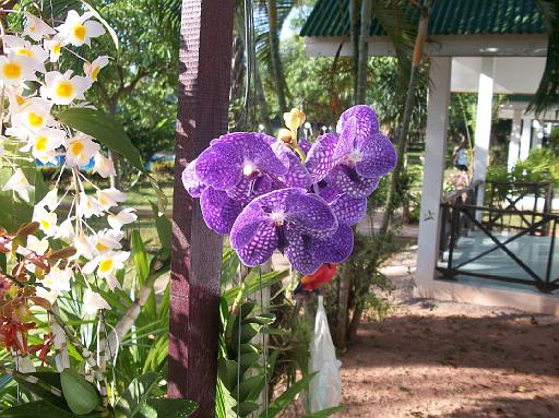 File 43.JPG - Die Orchidee vom Burmamarkt hat bei Antje ein würdiges Plätzchen gefunden